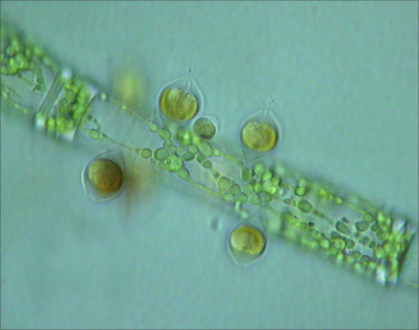 Stefansbachtal Gevelsberg Leben in Teich und Garten Chrysopyxis sp